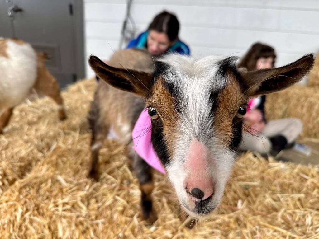 A baby goat at the Plucky Palamino Petting Zoo, March 8, 2025. (Grace Gorenflo/Valley Record)