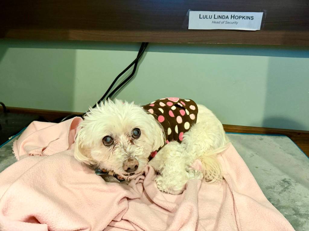 Lulu rests in Carnation City Hall with her Head of Security name tag, Jan. 22, 2025.