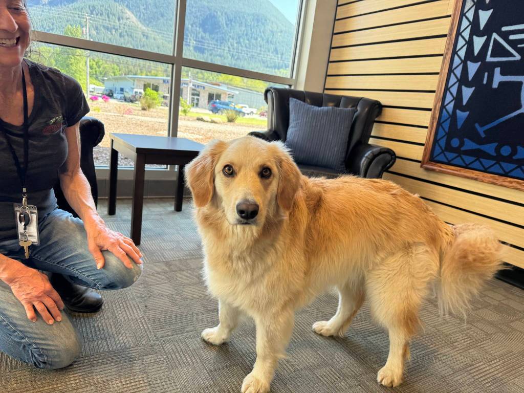 photos by Grace Gorenflo/Valley Record 
Harley, North Bend City Halls emotional support animal, May 2, 2025.