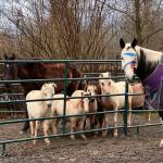 Animals that were rescued by Kataluna Horse Rescue. Photo courtesy of Kataluna Horse Rescue