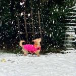 Photo courtesy of Diane Hanson Tatum
Rowdys first snow, March 13, 2026, in the Snoqualmie Valley.
