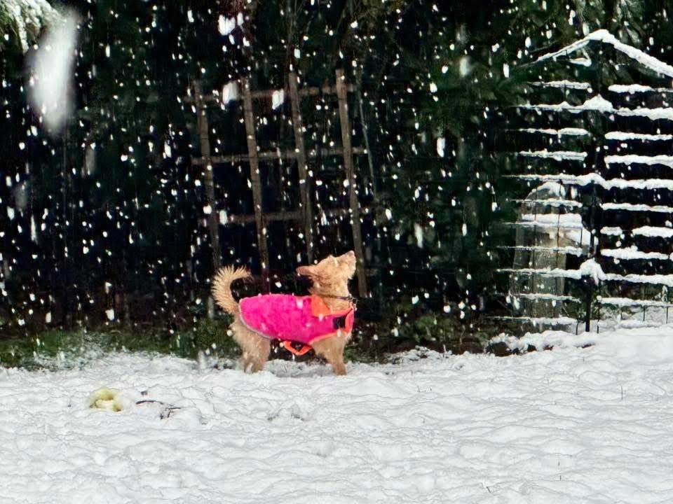 Photo courtesy of Diane Hanson Tatum
Rowdys first snow, March 13, 2026, in the Snoqualmie Valley.