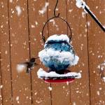 Photo courtesy of Katrina Kemp Akioka
A hummingbird at a feeder on March 13.