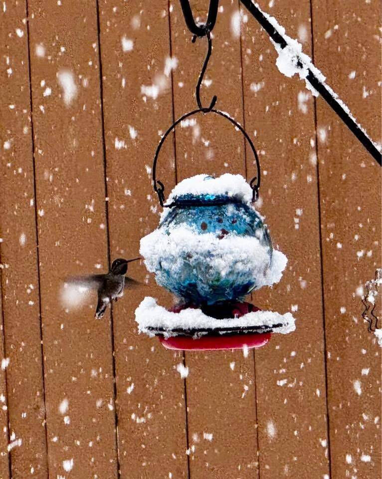 Photo courtesy of Katrina Kemp Akioka
A hummingbird at a feeder on March 13.
