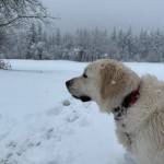 Photo courtesy of Stacy Garfield
Snow play day March 13 at Tanner Landing Park in North Bend.