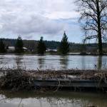 Water spills far outside the banks of the Snoqualmie River, March 20, 2026. (Grace Gorenflo/Valley Record)