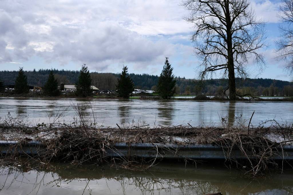 Water spills far outside the banks of the Snoqualmie River, March 20, 2026. (Grace Gorenflo/Valley Record)