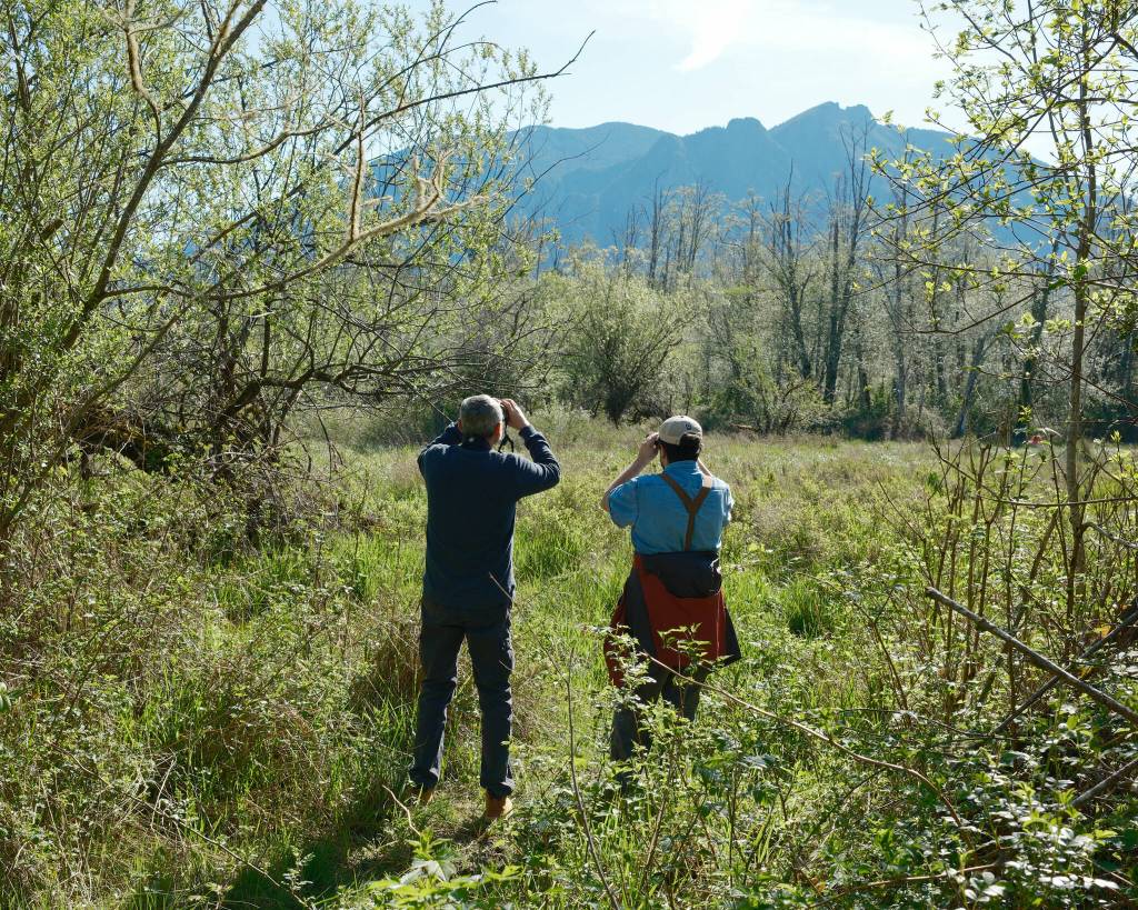 Two birdwatchers scan for red-winged blackbirds at a wetland at Meadowbrook Farm in North Bend. Mary Norton, president of the Meadowbrook Farm Preservation Association, led a group of avian enthusiasts on a circuit of the park on April 25.