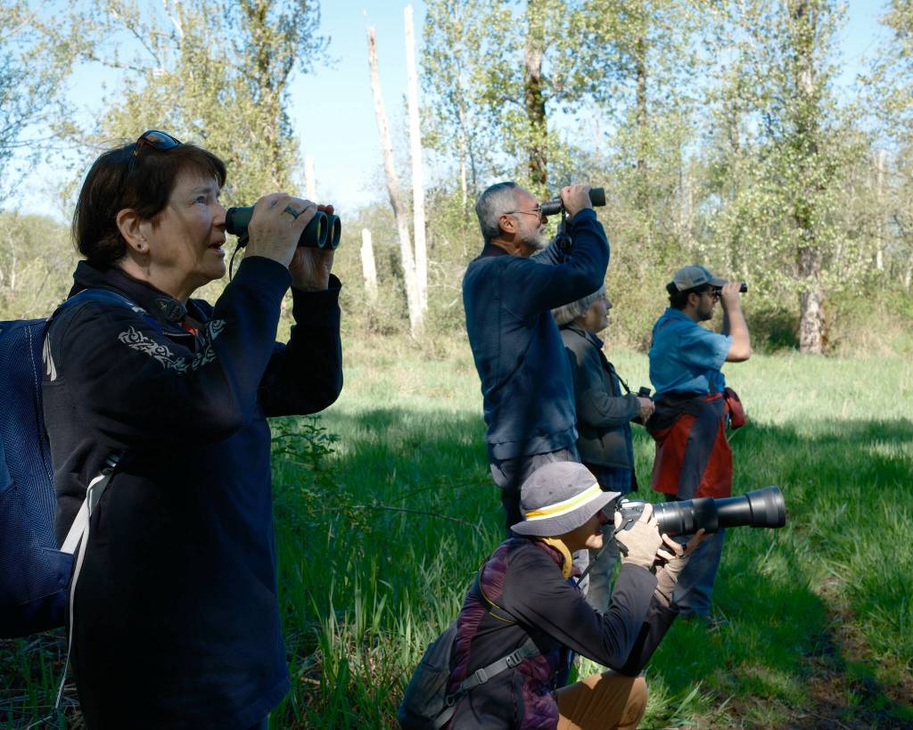Birdwatchers (clockwise from left) Kay and John Yakubowsky, Mary Norton, David Gene, and Luciana Conceicao watch a northern flicker drum the trunk of a pond snag. During the two-hour tour the group saw and heard many bird species, including mallard, spotted towhee, Canada goose, violet-green swallow, band-tailed pigeon, and song sparrow. 
Photos by Aaron Gustafson