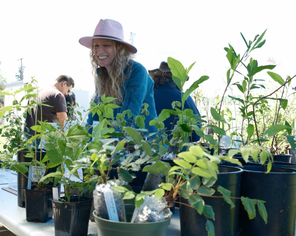 Photos by Aaron Gustafson
Volunteer Karen Fletcher hands out free native trees and shrubs to visitors during Carnation Arbor Day on April 25. Carnation is a Tree City USA community and this year received the Growth Award from the Arbor Day Foundation.