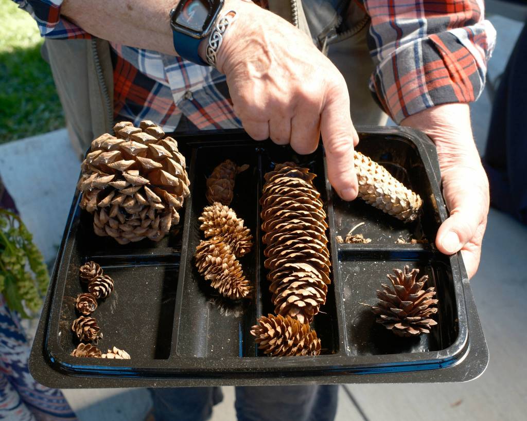 Janna Treisman displays assorted conifer cones, including those of ponderosa pine, Western hemlock, Douglas fir, and several species of spruce.