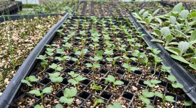 Photo courtesy of Carnation Farms
Starter plants at Carnation Farms.