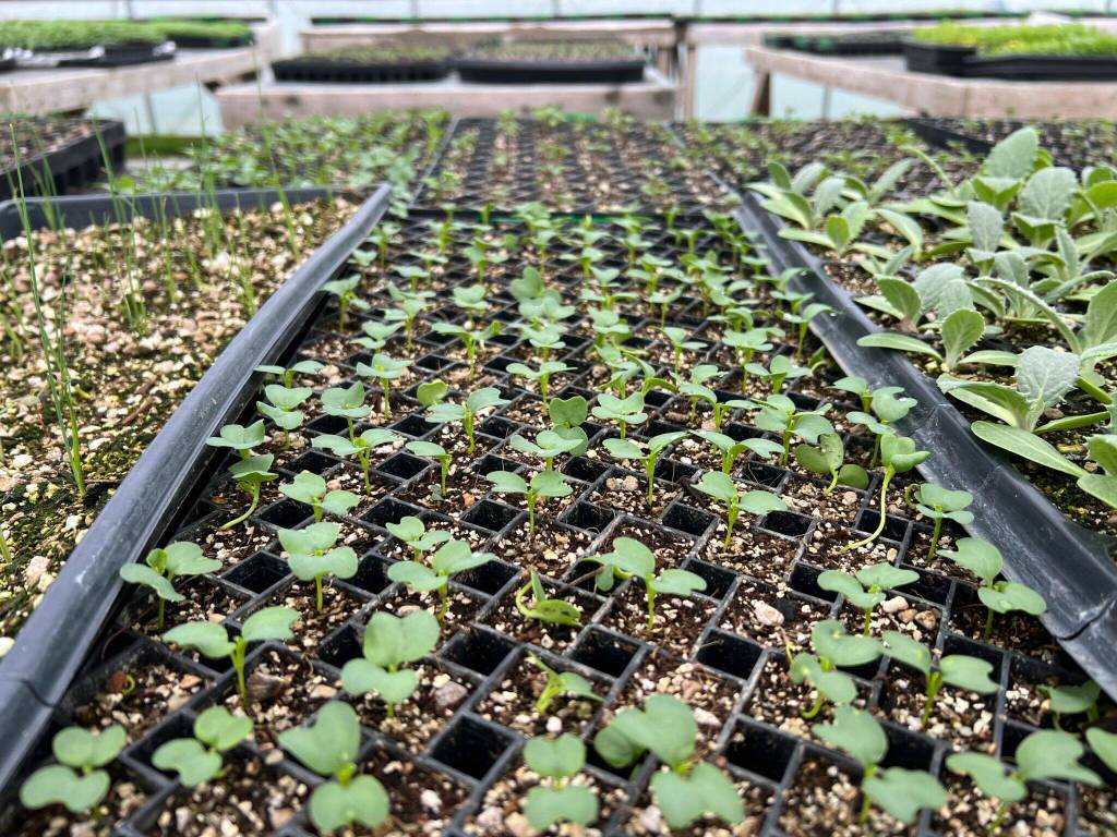 Photo courtesy of Carnation Farms
Starter plants at Carnation Farms.