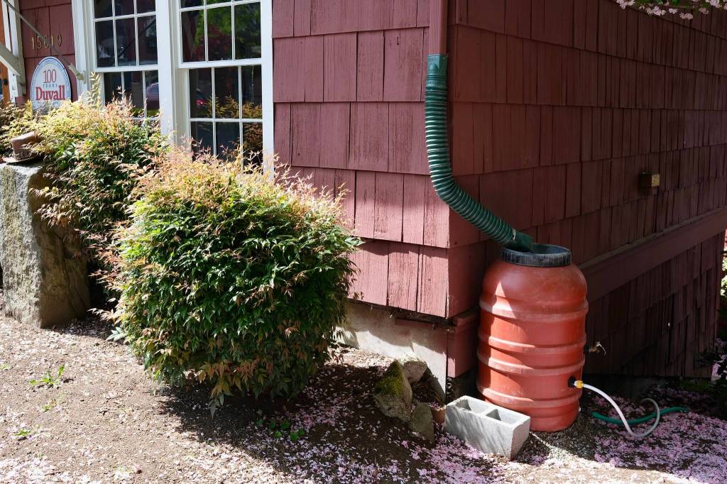 A rain barrel outside Duvall Visitor Center, April 30, 2026. It was also installed by Stewardship Partners.