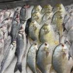 Seabass, Striped Bass, Branzino and more. Photo by Mindy Stern