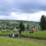 Photos by Bill Swan/For the Valley Record
Visitors pick fresh strawberries in the Remlinger Farms u-pick field, June 7, 2026.
