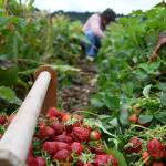Visitors pick fresh strawberries in the Remlinger Farms u-pick field, June 7, 2026. Photo by Bill Swan/For the Valley Record