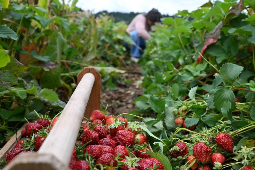 Visitors pick fresh strawberries in the Remlinger Farms u-pick field, June 7, 2026. Photo by Bill Swan/For the Valley Record