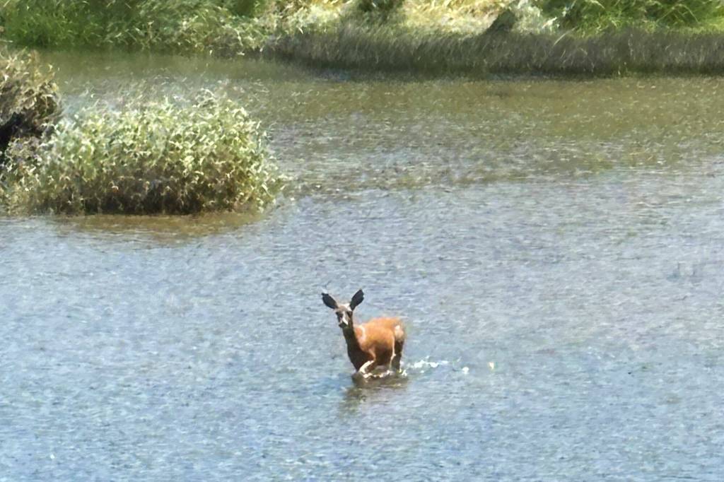 A deer makes her way across the Nisqually River. Photo by Kevin Hanson