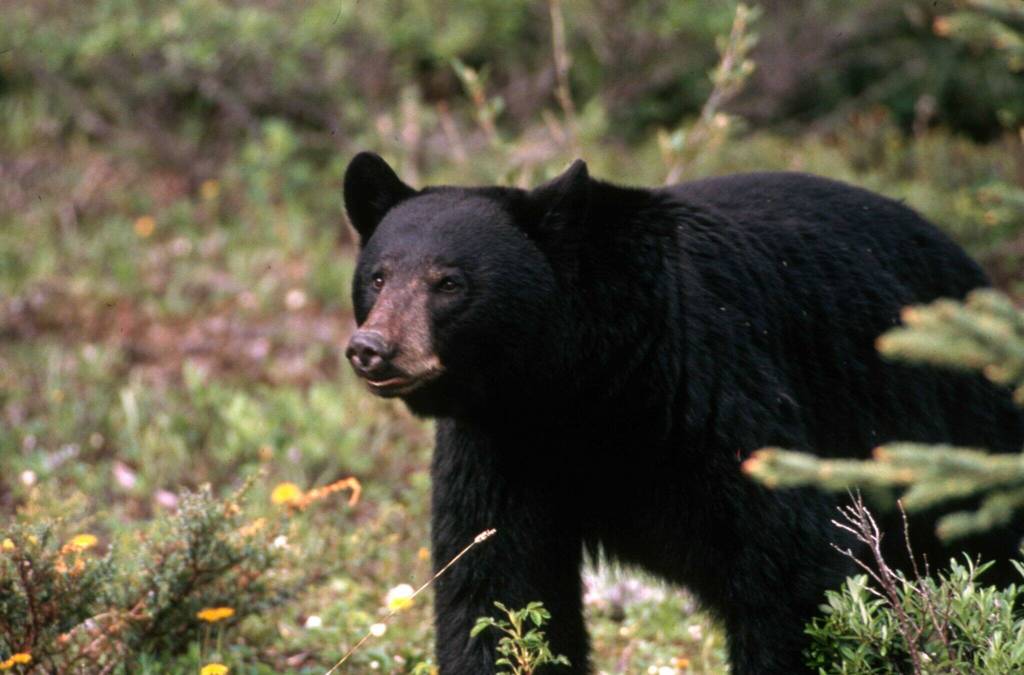 Black bear. Photo courtesy of U.S. Fish and Wildlife Service.