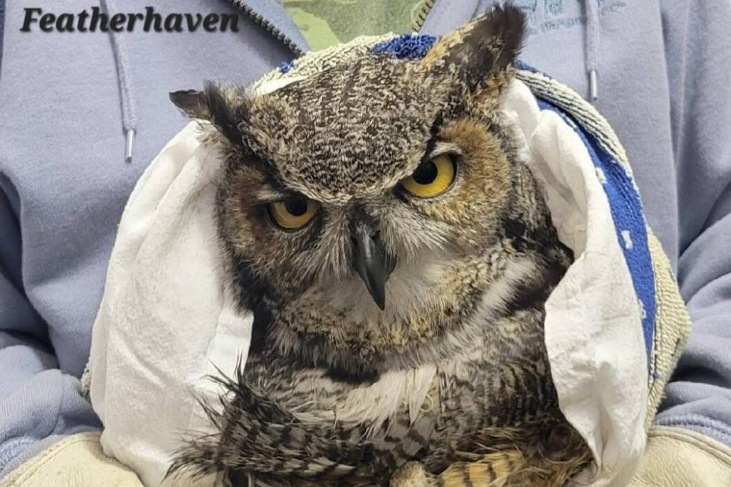 Featherhaven recently rescued a great horned owl that was hit by a freight train. After treating it for blunt force trauma, it was transferred to Raindancer Wild Bird Rescue for continued care. Photo courtesy Featherhaven