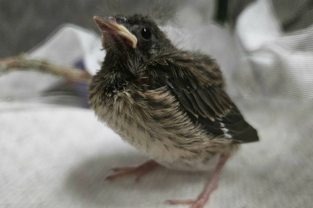 While Featherhaven often responded to calls for any kind of bird, its specialty was caring for songbirds. Photo courtesy Featherhaven