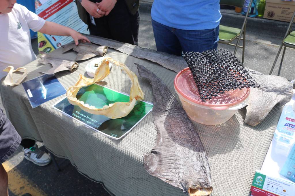 On the left, the jaws of a sixgill shark, and on the right is the fishing bait contraption that scientists found led to its death. Photo by Bailey Jo Josie/Sound Publishing.