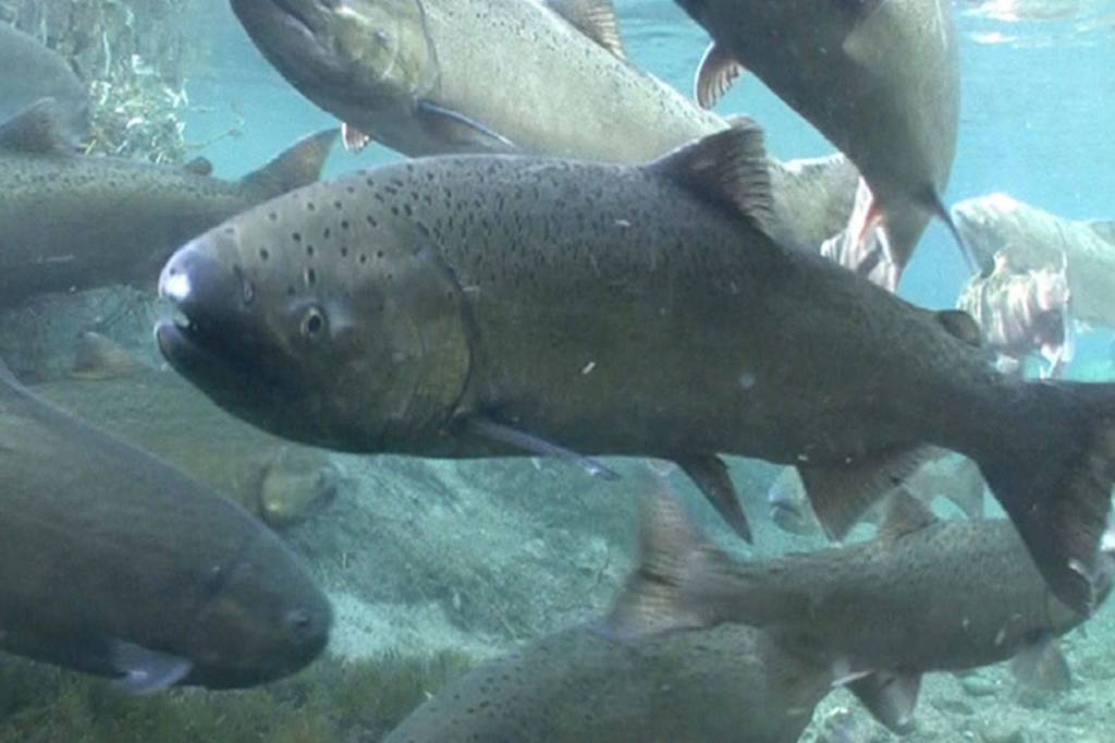 A Chinook salmon, also known as king salmon. (Photo by Michael Humling/U.S. Fish and Wildlife Service)
A Chinook salmon, also known as king salmon. (Photo by Michael Humling/U.S. Fish and Wildlife Service)