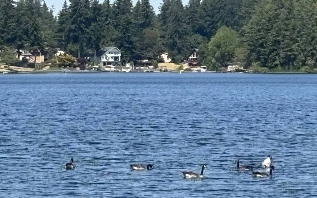 PHOTO BY KEVIN HANSON The waters of Lake Sawyer are home to geese and much of the shoreline is in private hands. For hikers, this is one of the last lake views before heading into the woods.