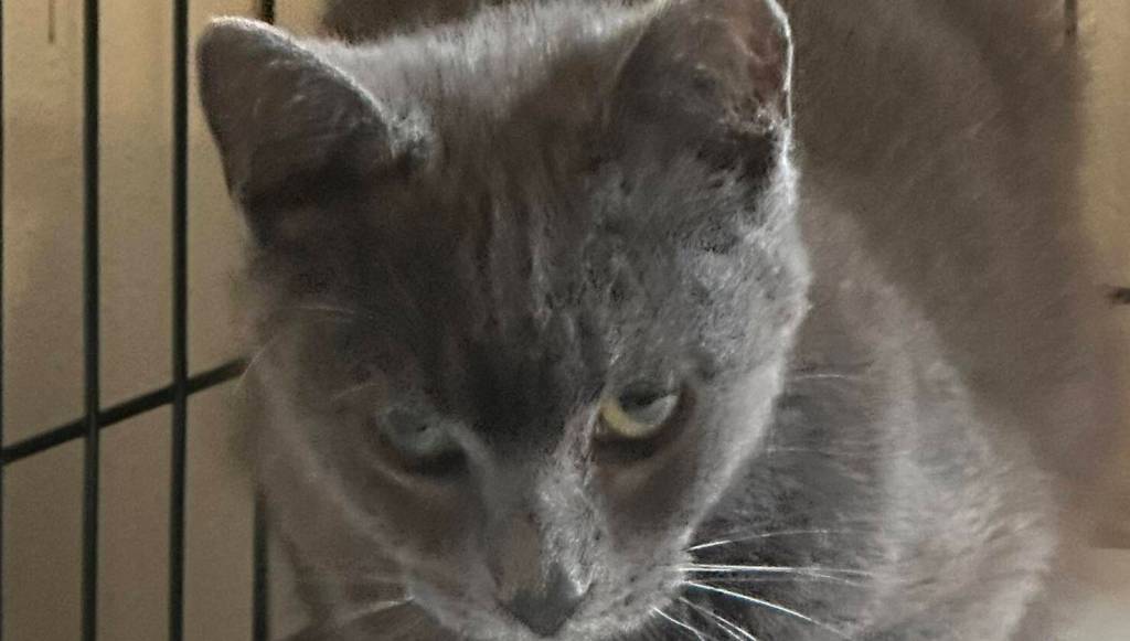 A cat at Hugs Cat Sanctuary in Auburn. COURTESY FILE PHOTO, Hugs Cat Sanctuary