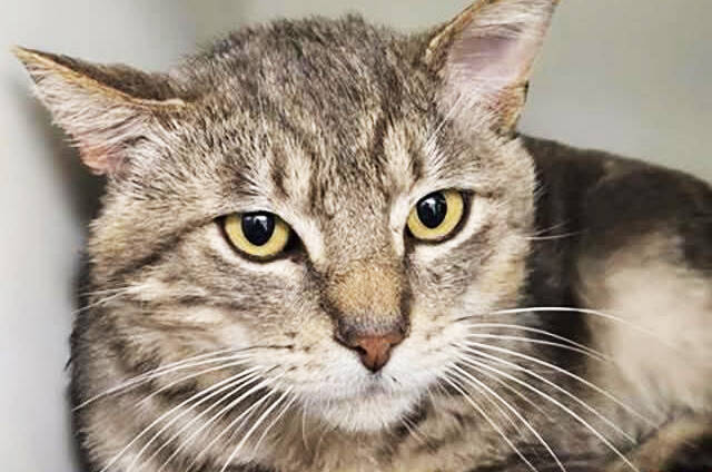 COURTESY FILE PHOTO, Regional Animal Services of King County