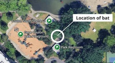The rabid bat was found at this location at Gene Coulon Park on Tuesday. Photo provided by Public Health – Seattle & King County