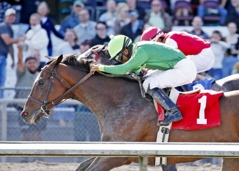 Slews Tiz Whiz runs at Emerald Downs in Auburn. COURTESY PHOTO, Emeralddowns.com