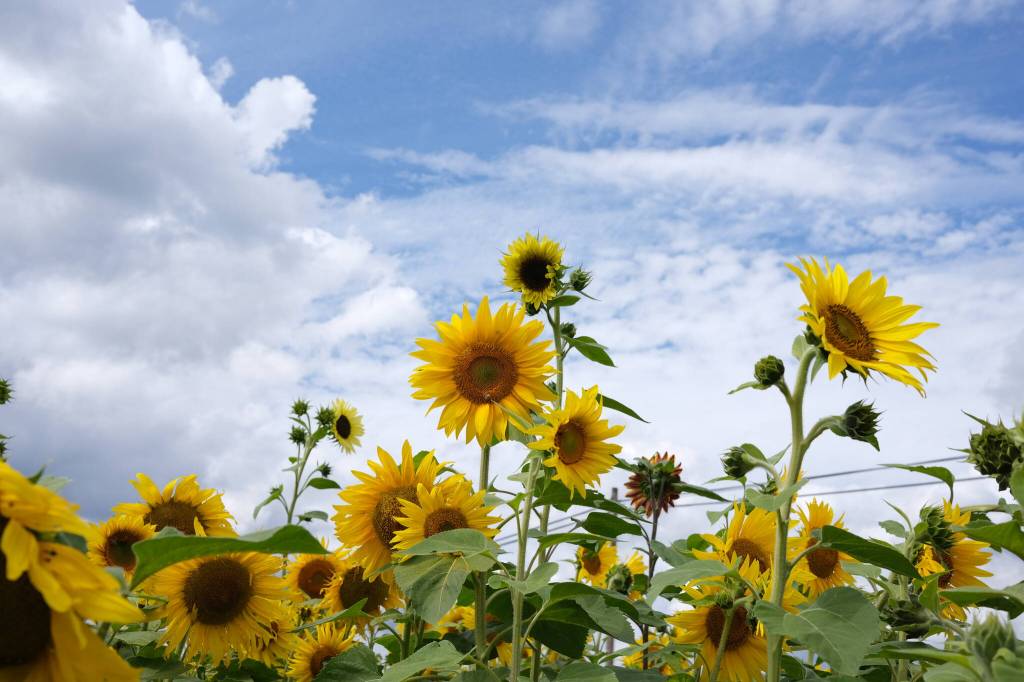 Grace Gorenflo/Valley Record
Sunflowers in the fields at Muddy Boots farm in Duvall, Aug. 18, 2025.